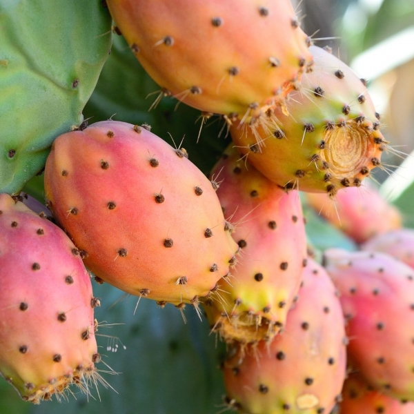 FSS Prickly Pear Extract OS